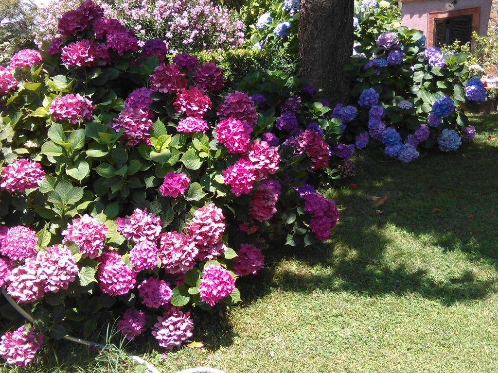 B&B Vigna Rosa Trevignano Romano Dış mekan fotoğraf